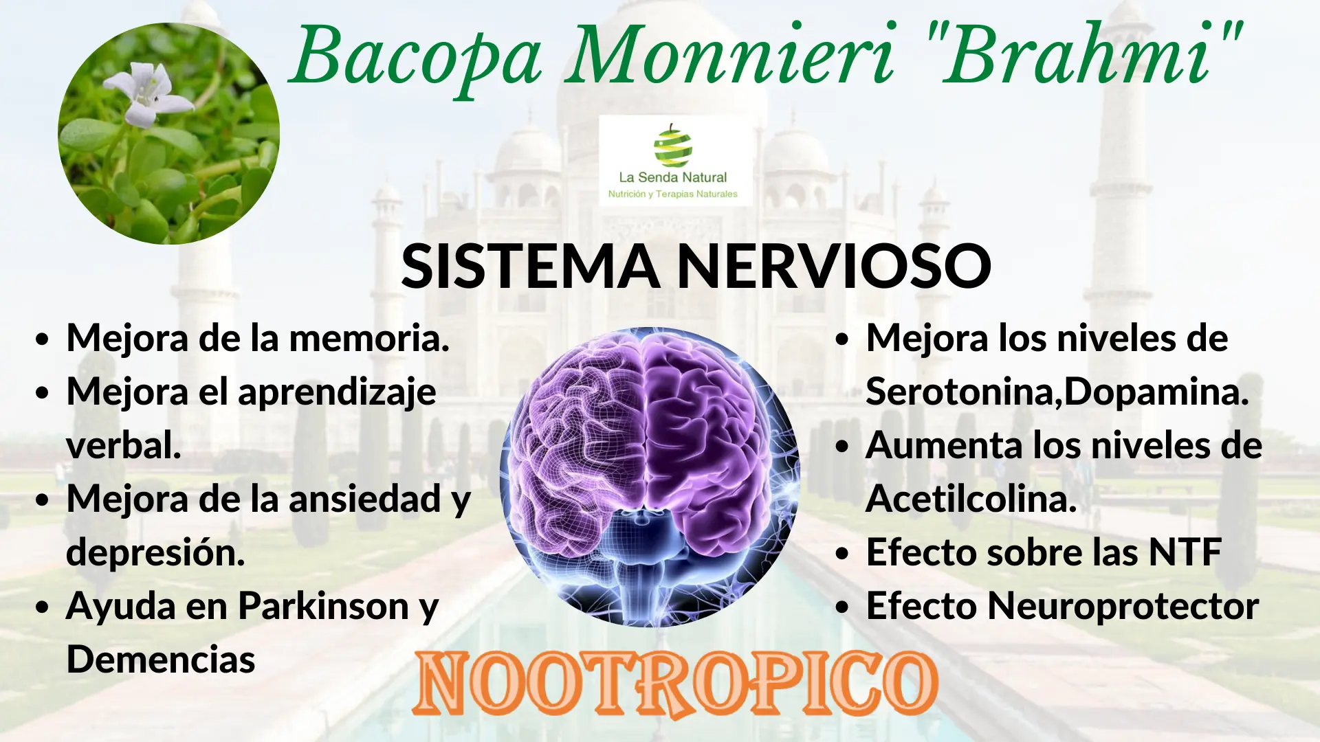 Bacopa y sistema nervioso