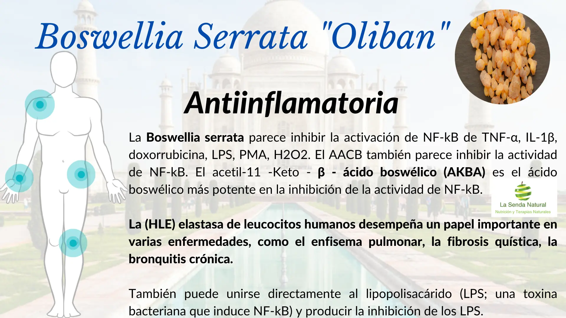 Boswellia y función anti inflamatoria