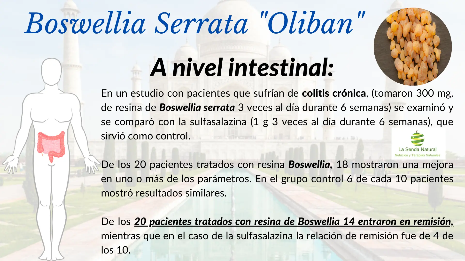 Boswellia y función intestinal