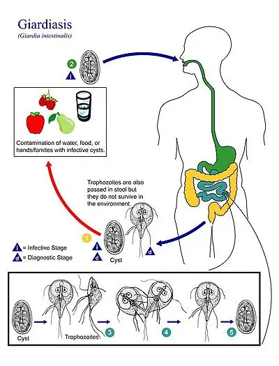 CICLO DE LA GIARDA