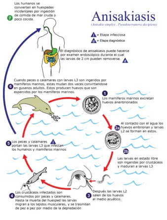 CICLO DEL ANISAKIS