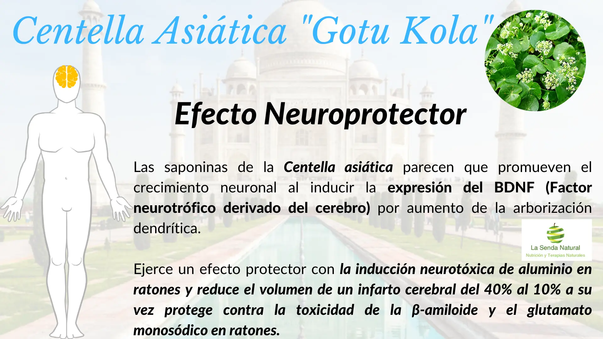 Centella asiática y efecto neuroprotector