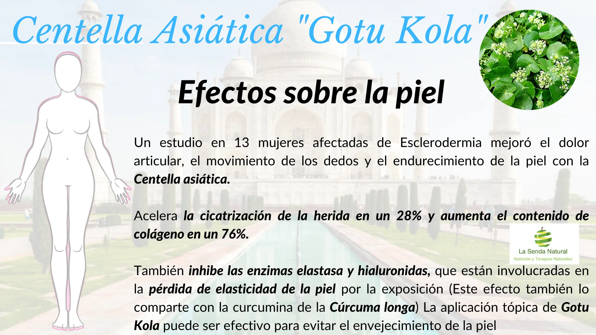 Centella asiática y efectos sobre la piel