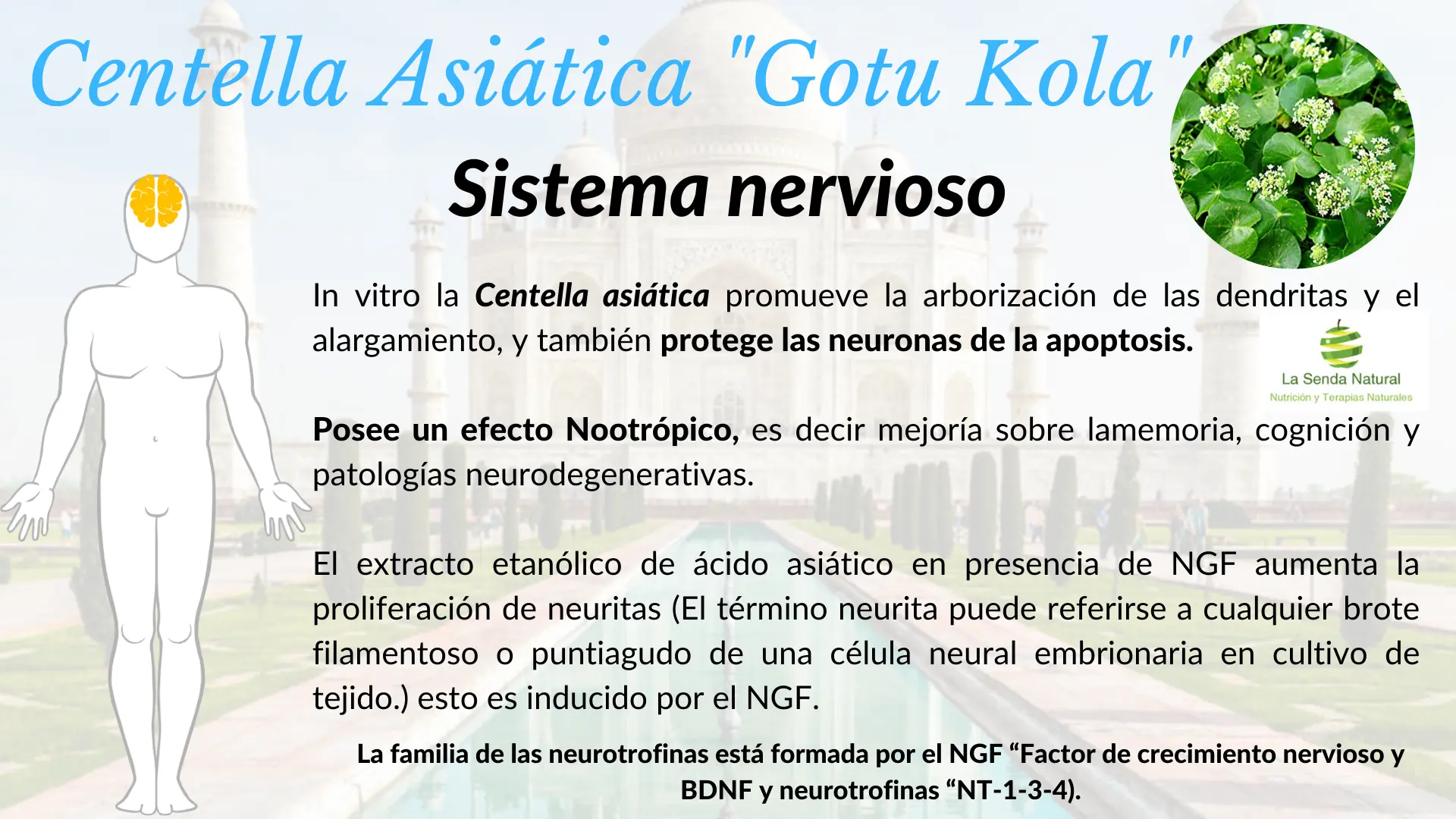 Centella asiática y sistema nervioso