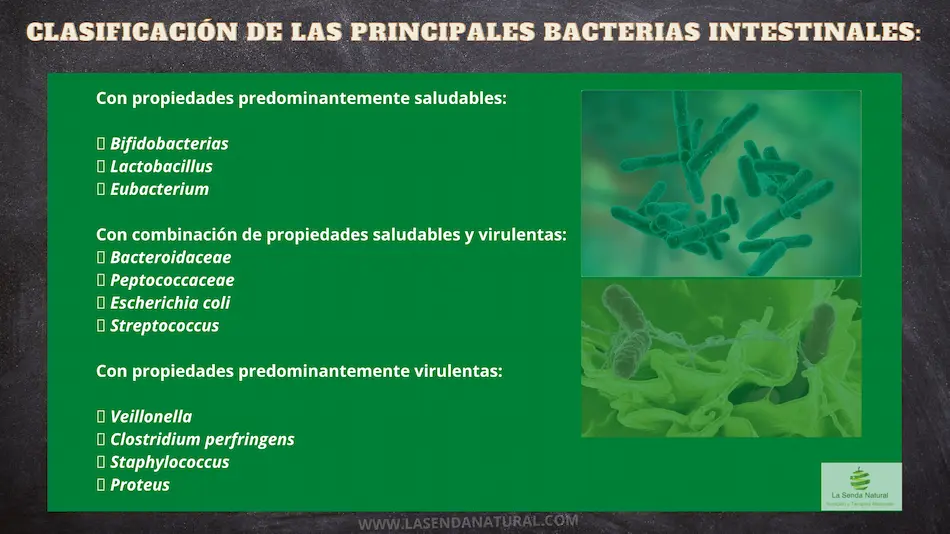 Clasificación de las bacterias intestinales
