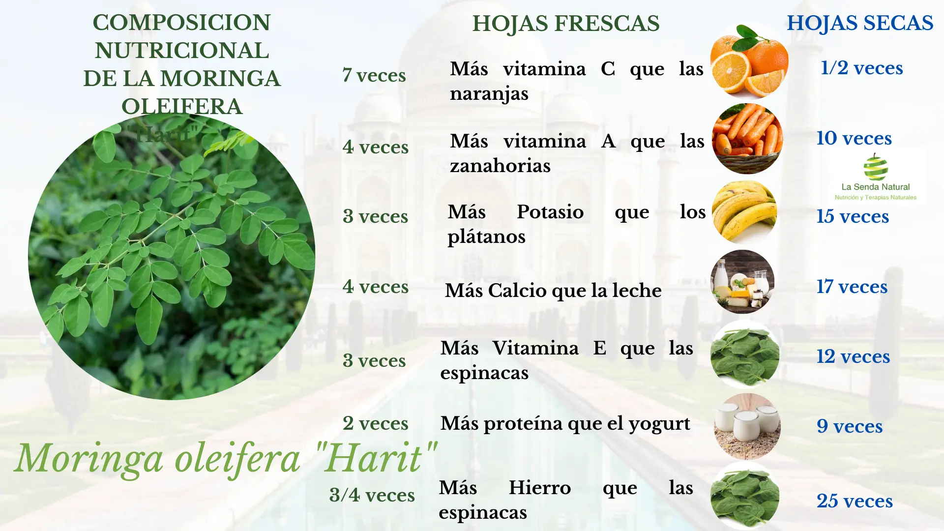 Composición de la moringa