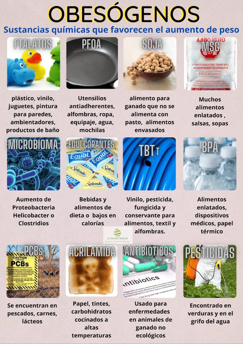 Donde se encuentran los obesógenos
