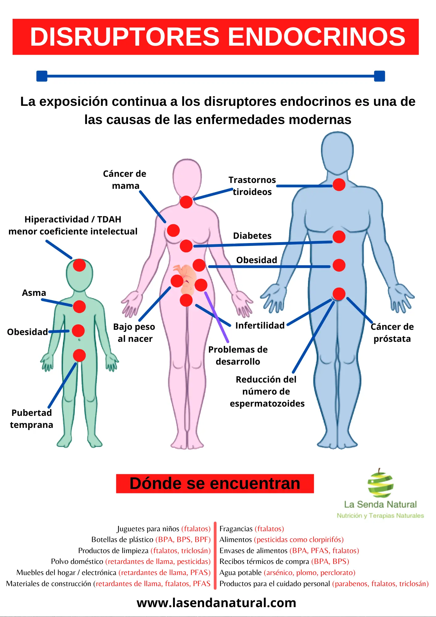 Efectos de los disruptores endocrinos