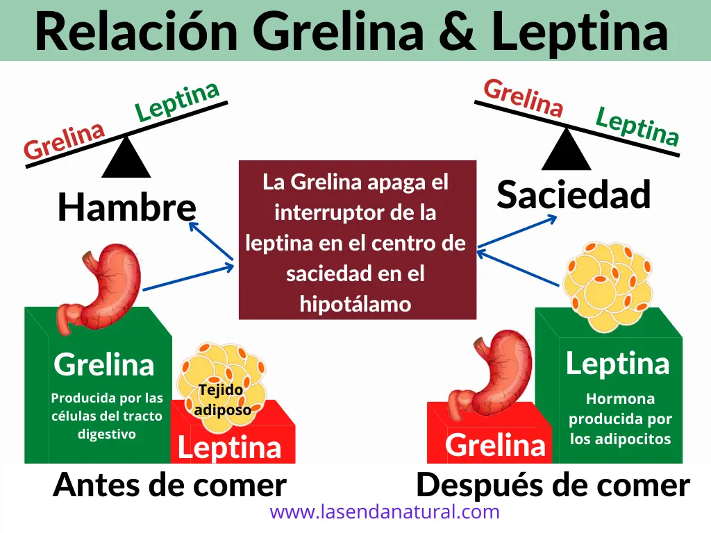 Equilibrio Grelina-Leptina