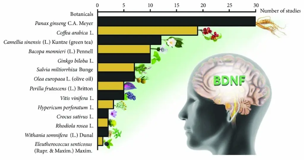 Estudios de plantas y el factor BDNF