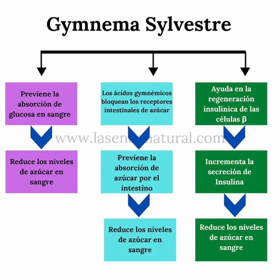 Funciones de la Gymnema