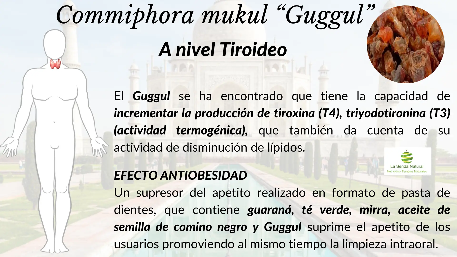 Guggul efectos sobre el funcionamiento tiroideo