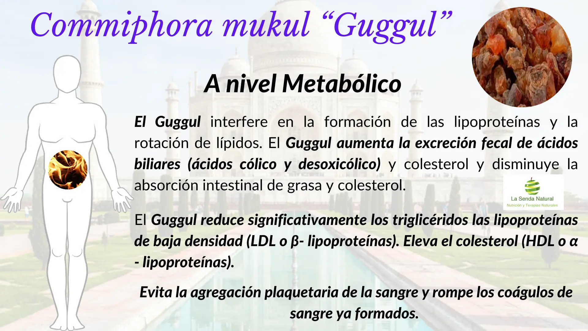 Guggul efectos sobre el metabolismo