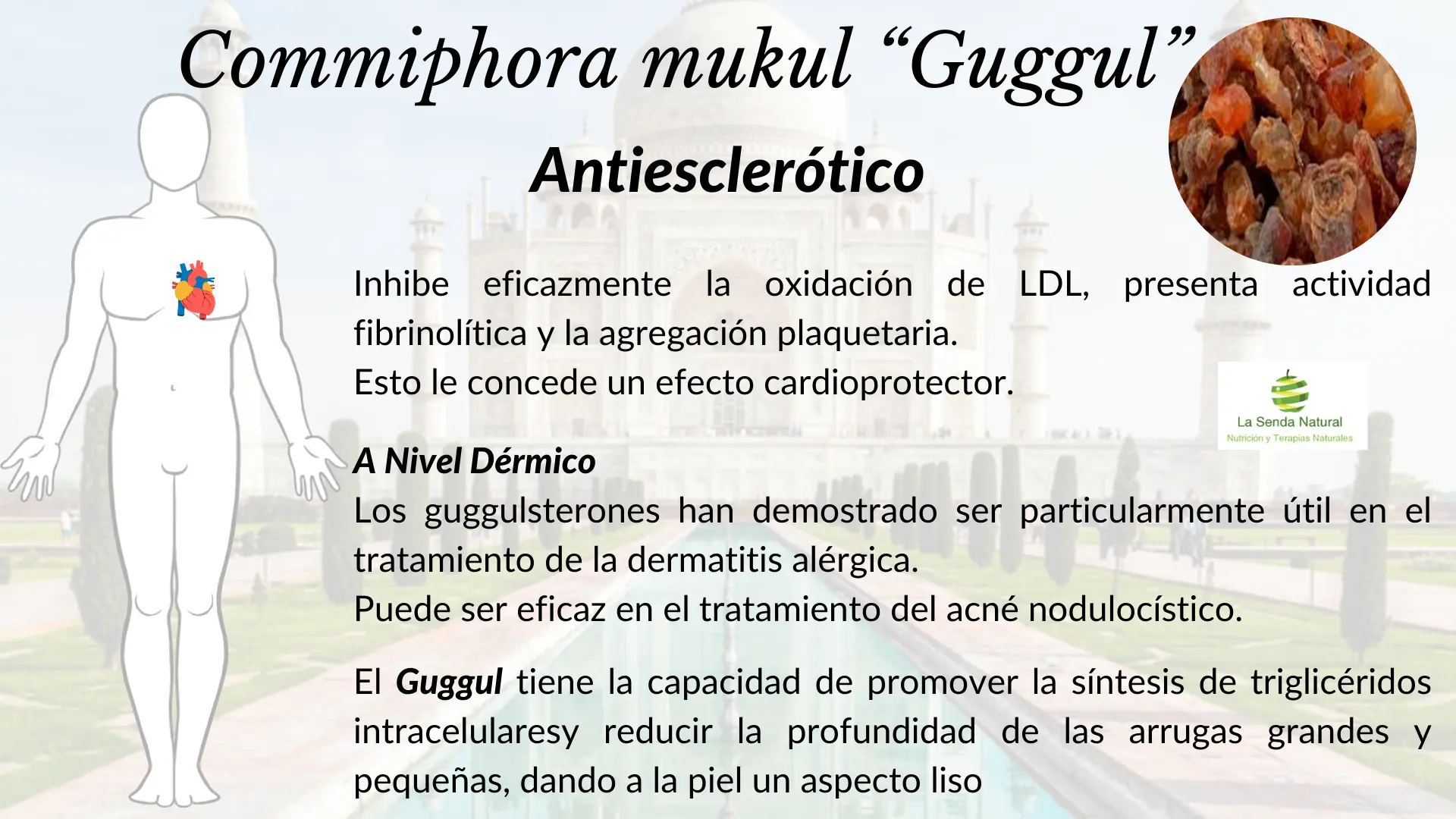 Gugul Antiesclerótico