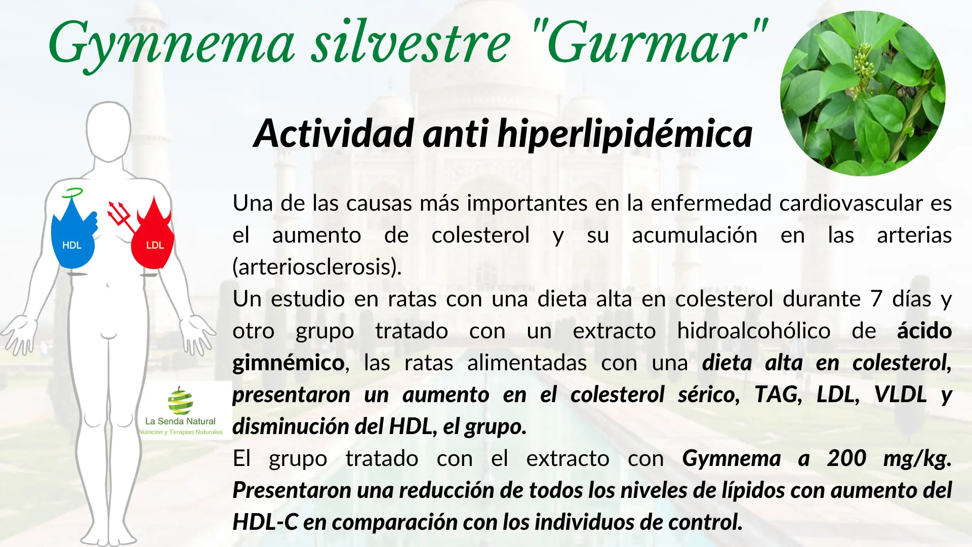 Gymnema antividad anti hiperlipidémica