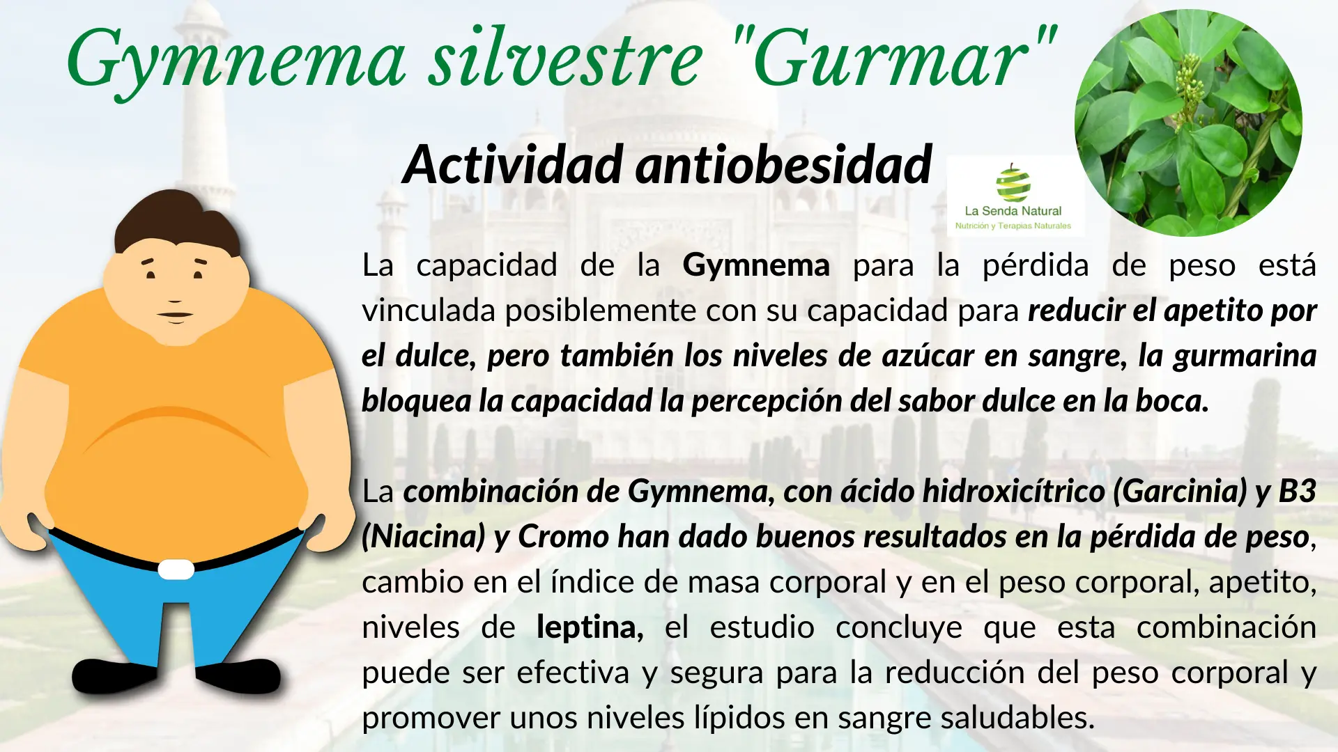 Gymnema y efecto antiobesidad