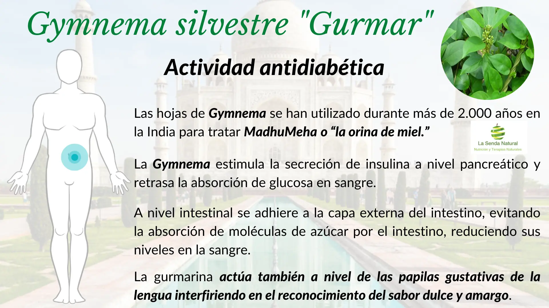 Gymnema y función anti diabética