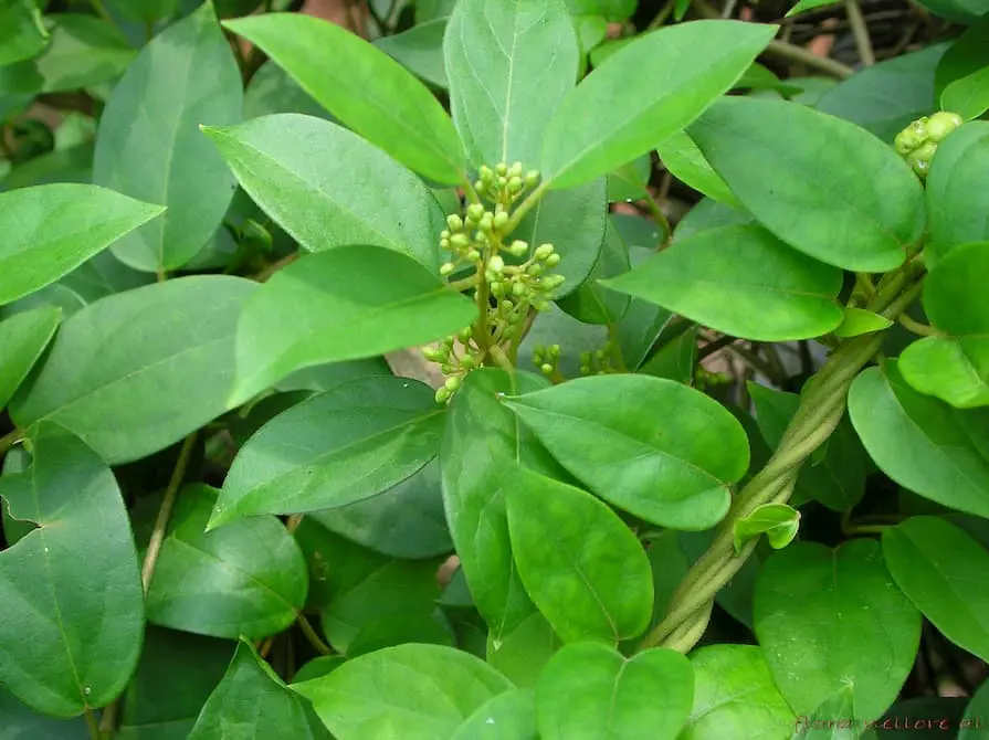 Gymnema sylvestre