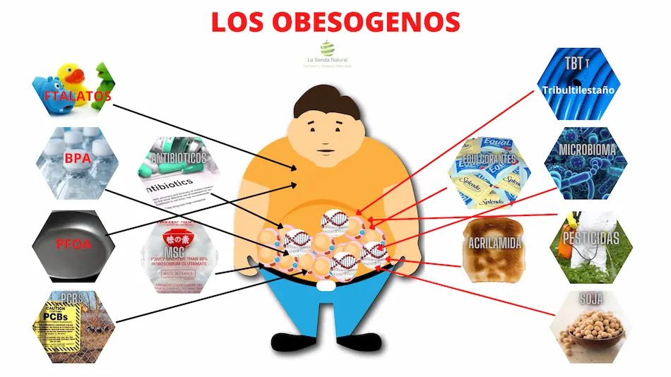 Los obesógenos