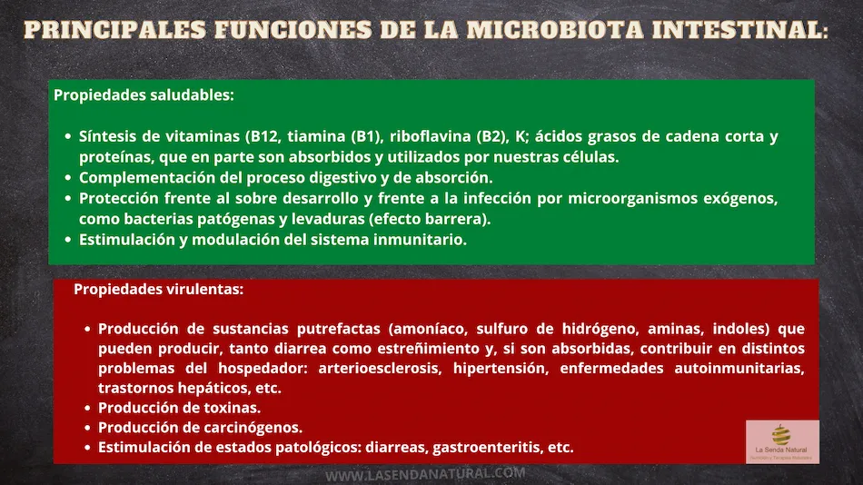 Principales funciones de la microbiota intestinal