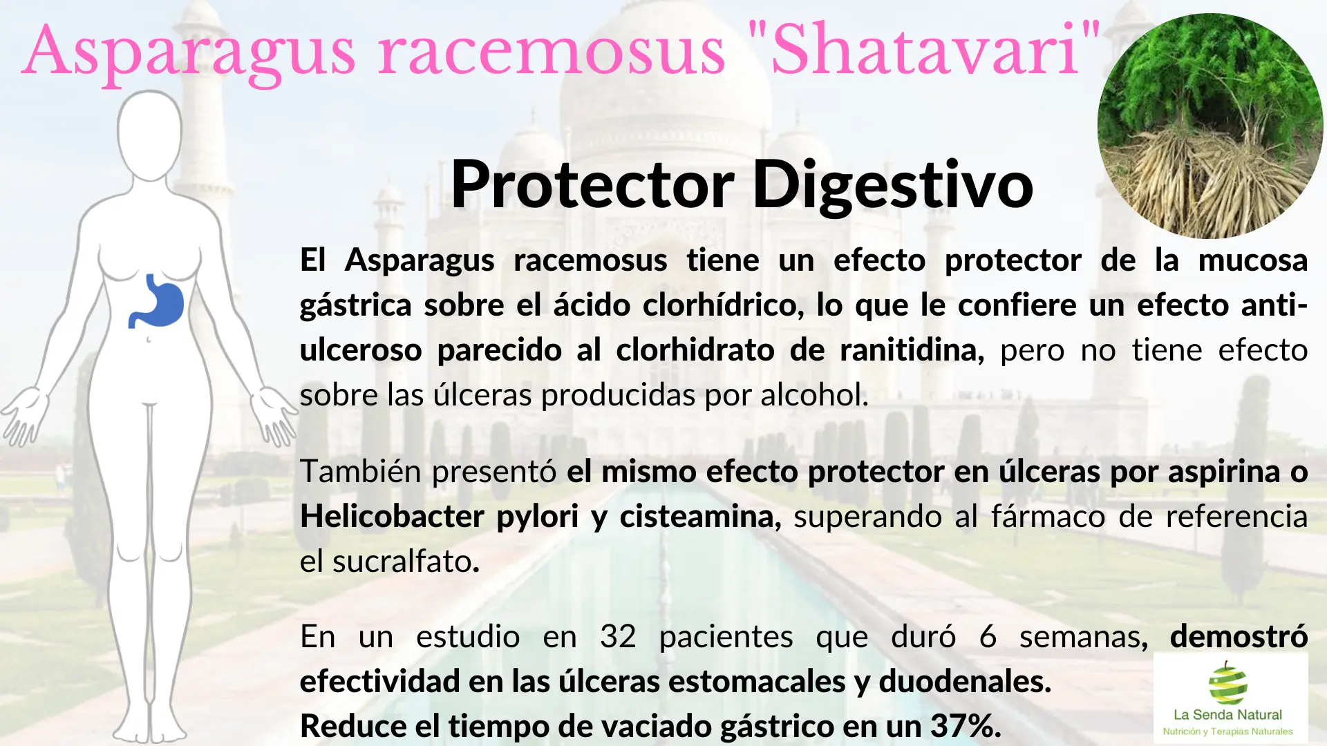 Shtavari protectora digestiva