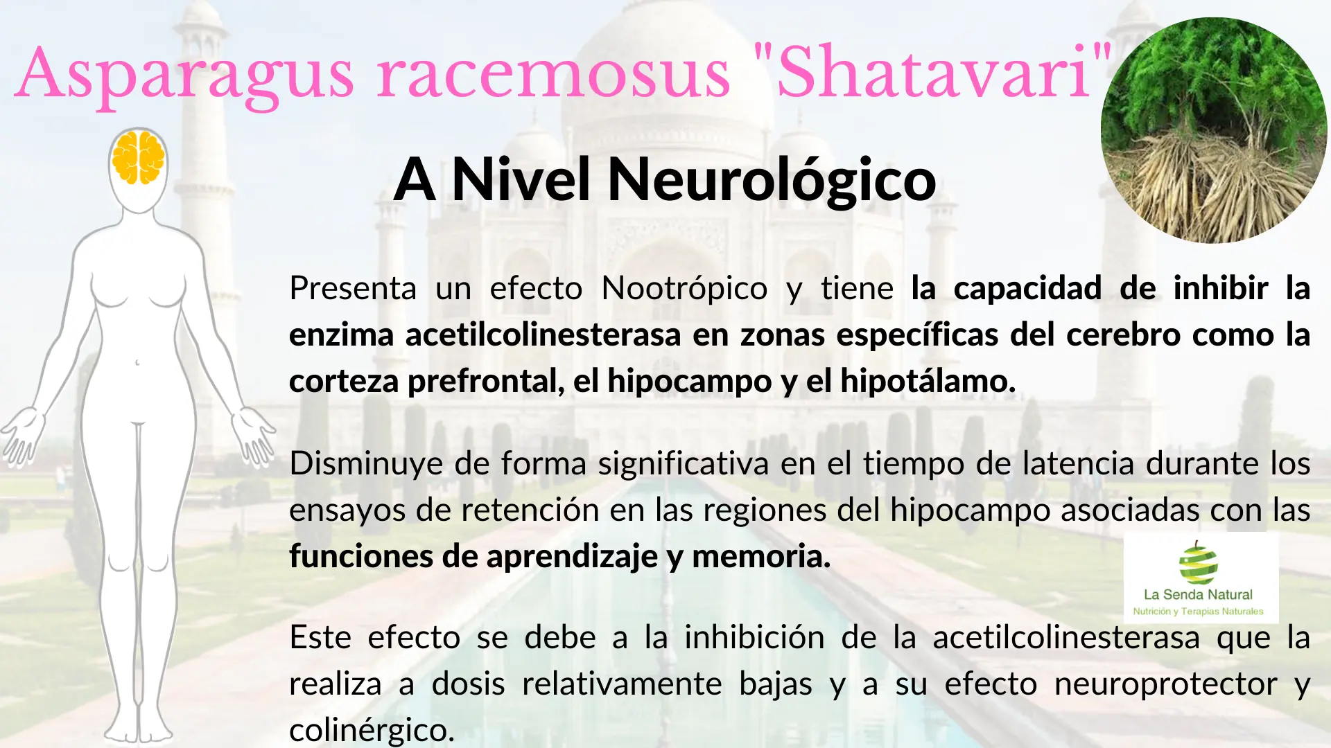 Shtavari y función neurológica
