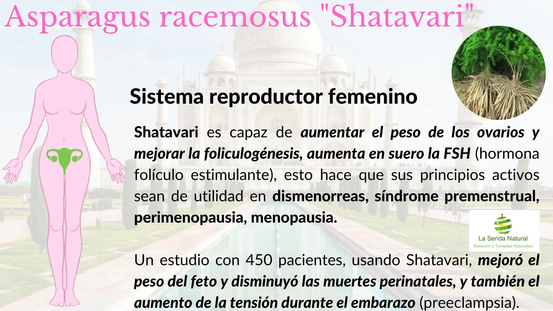 Shtavari y función sexual femenina