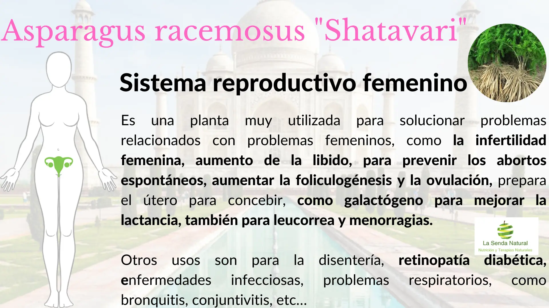 Shtavari y sistema reproductor femenino
