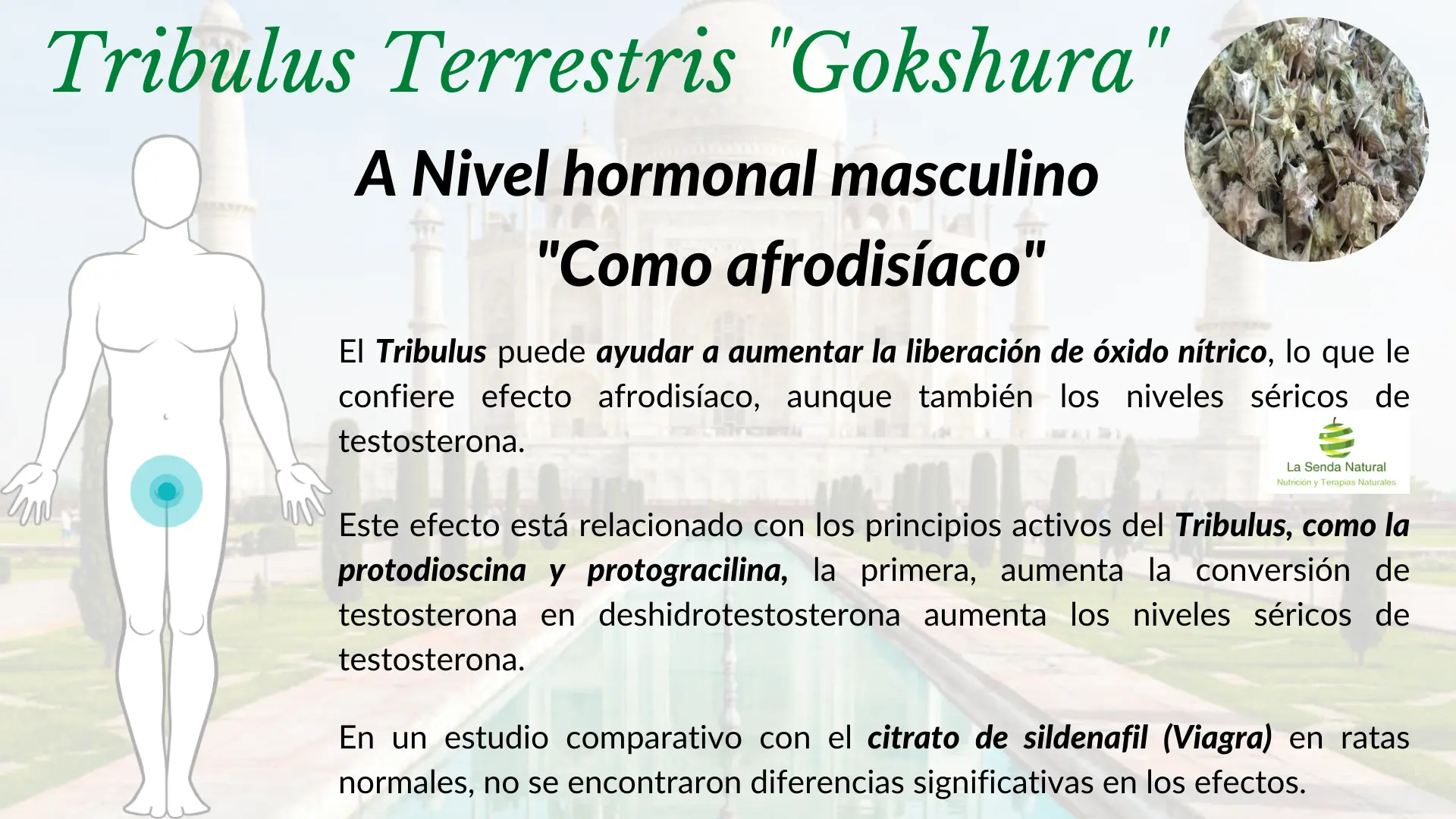 Tribulus y función hormonal masculina