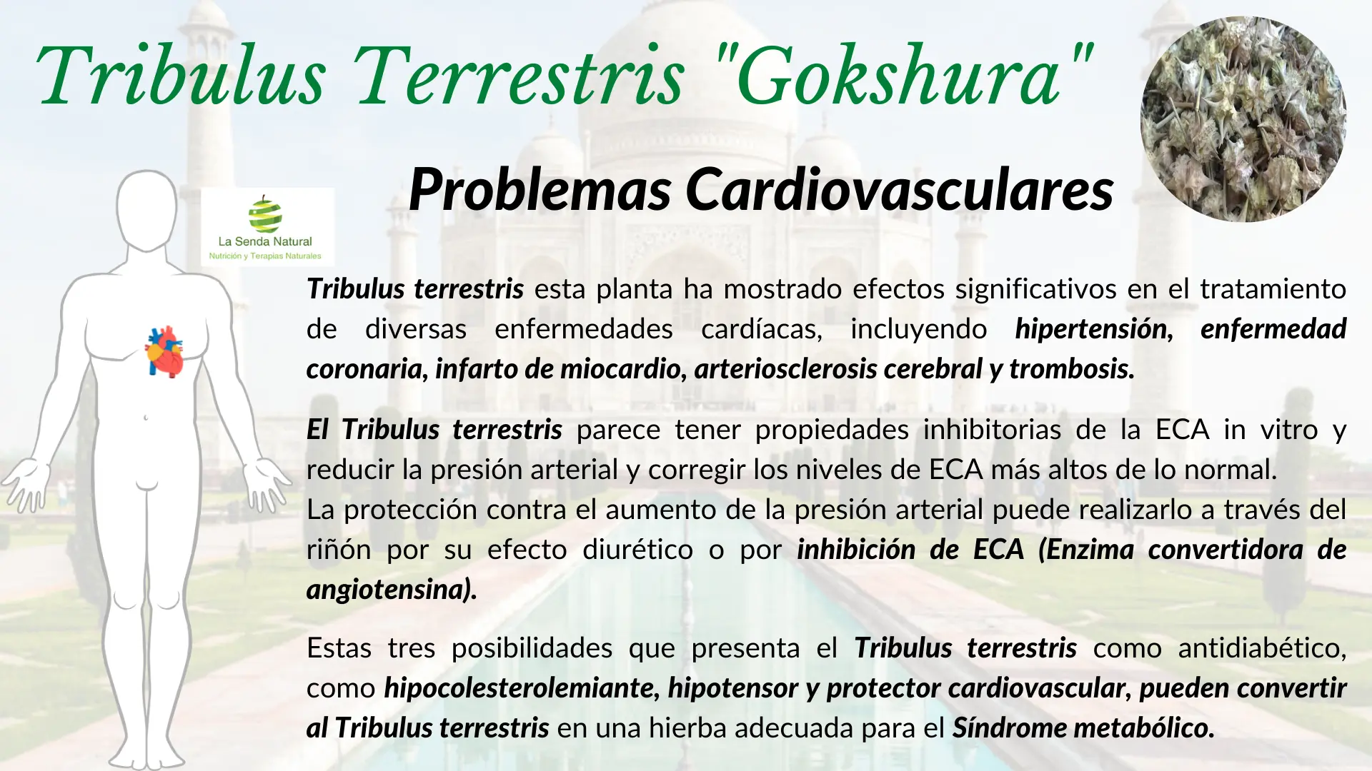 Tribulus y problemas cardiovasculares