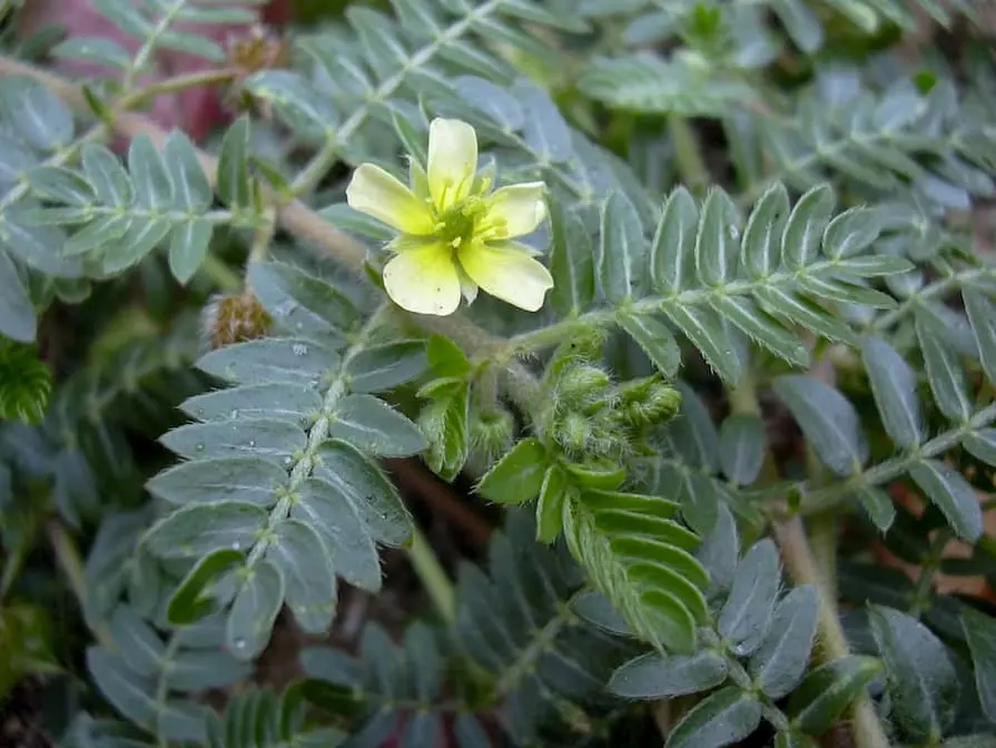 Tribulus Terrestris