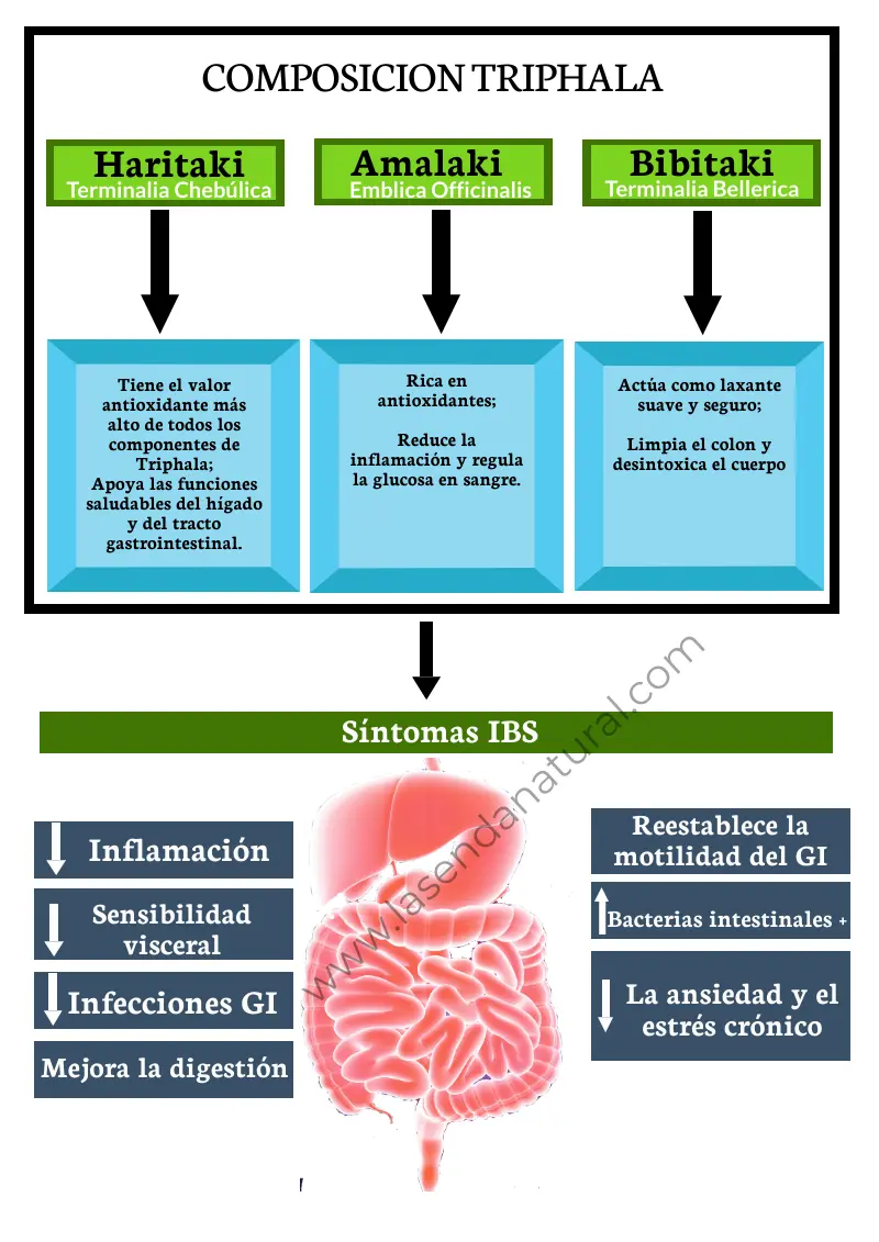 Triphala función digestiva