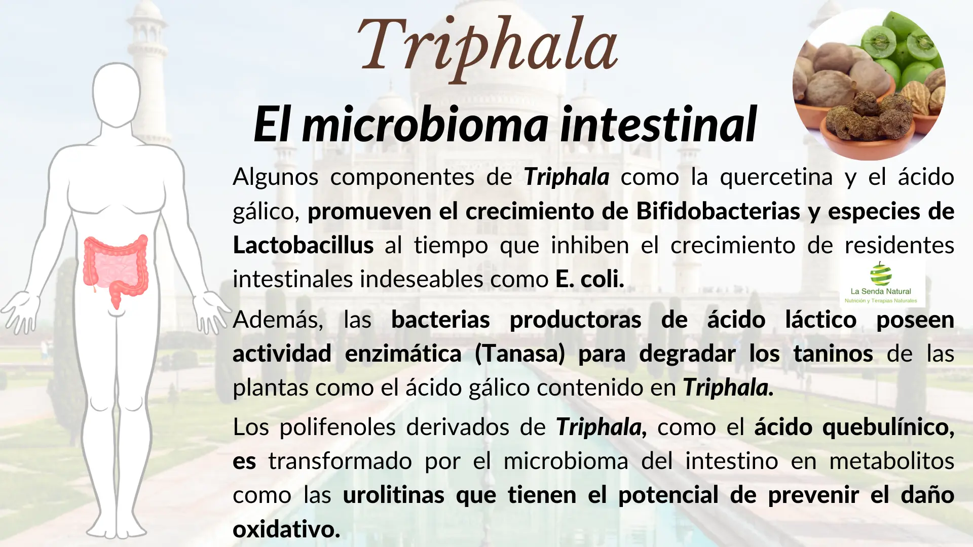 Triphala y microbioma intestinal
