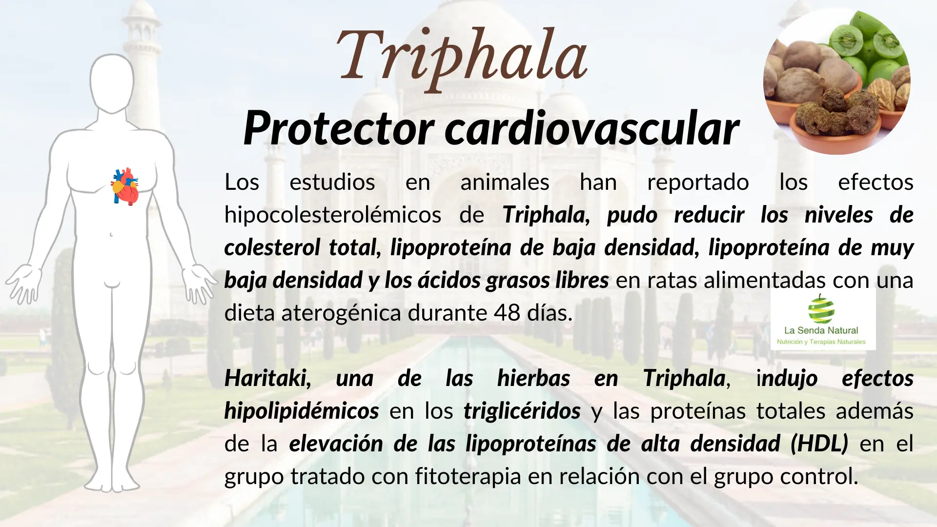 Triphala y protector cardiovascular