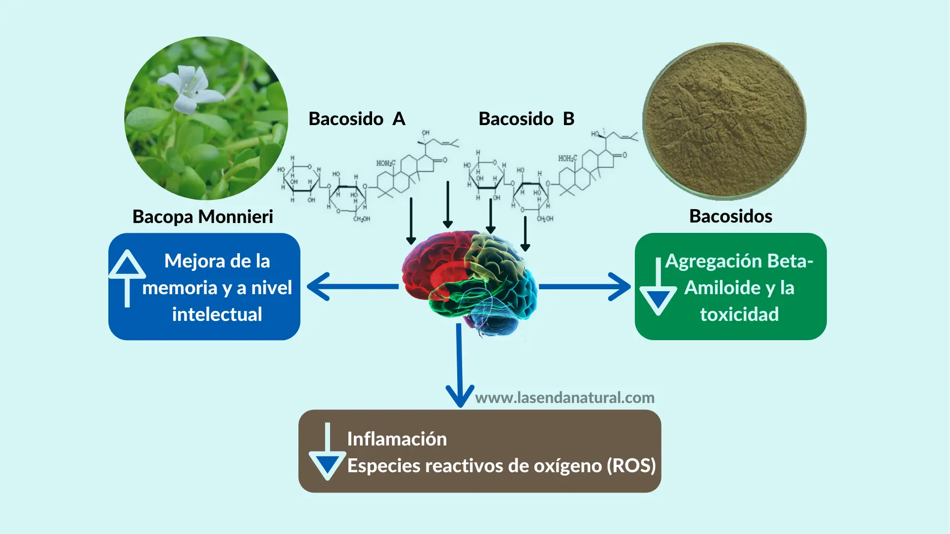 beneficios de la Bacopa Monnieri