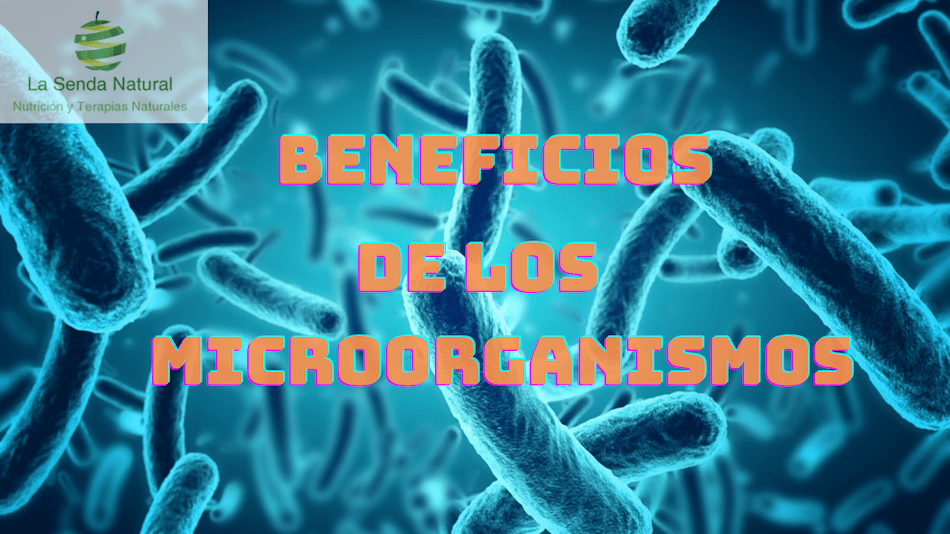 beneficios de los microorganismos