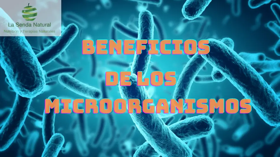 beneficios de los microorganismos