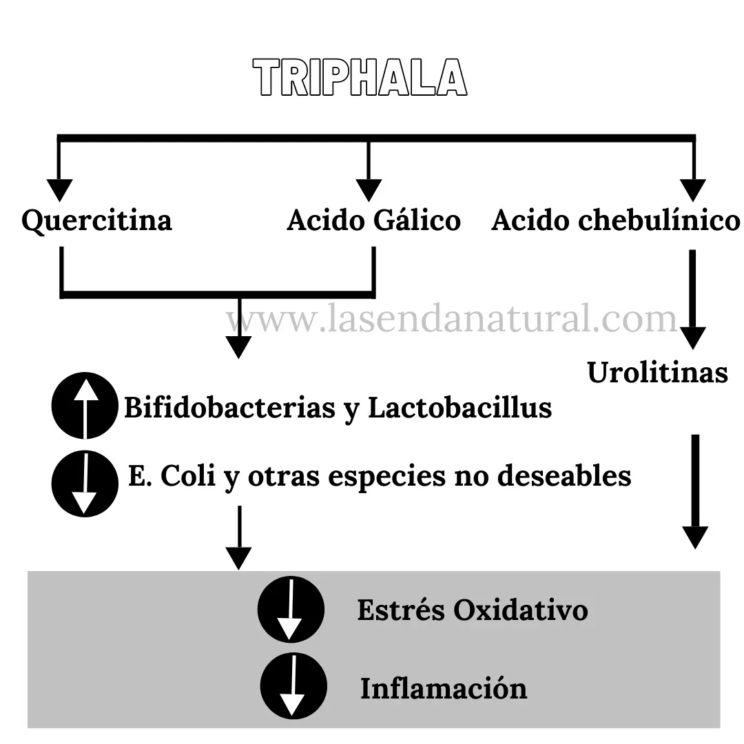 beneficios de Triphala