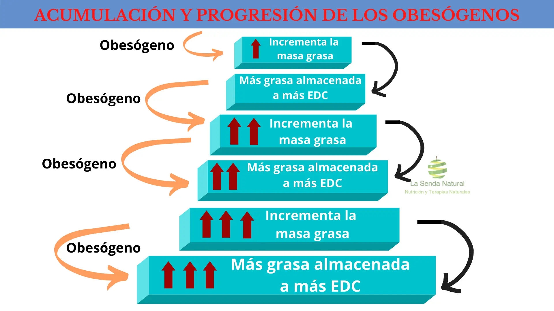 bioacumulación obesógenos