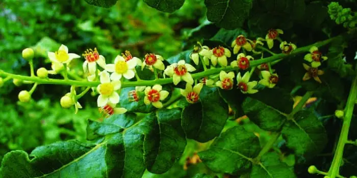 boswellia