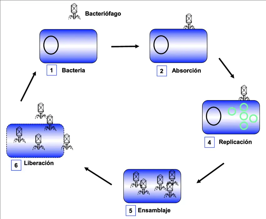 ciclo de vida de un bacteriofago
