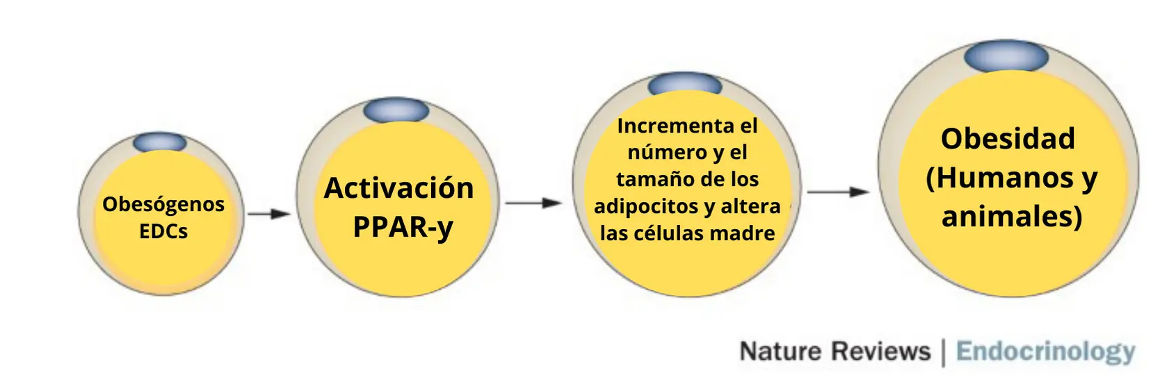 como afectan los obesógenos