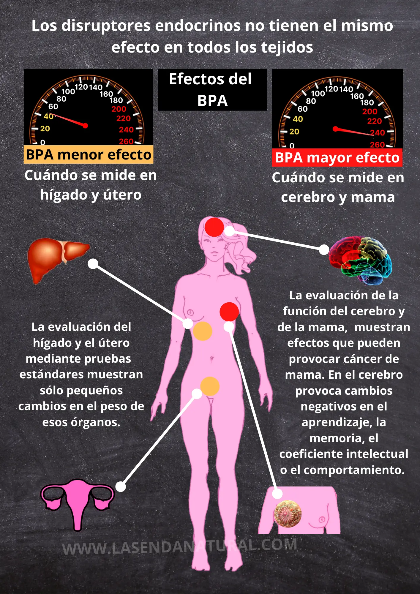 efectos del BPA en el organismo