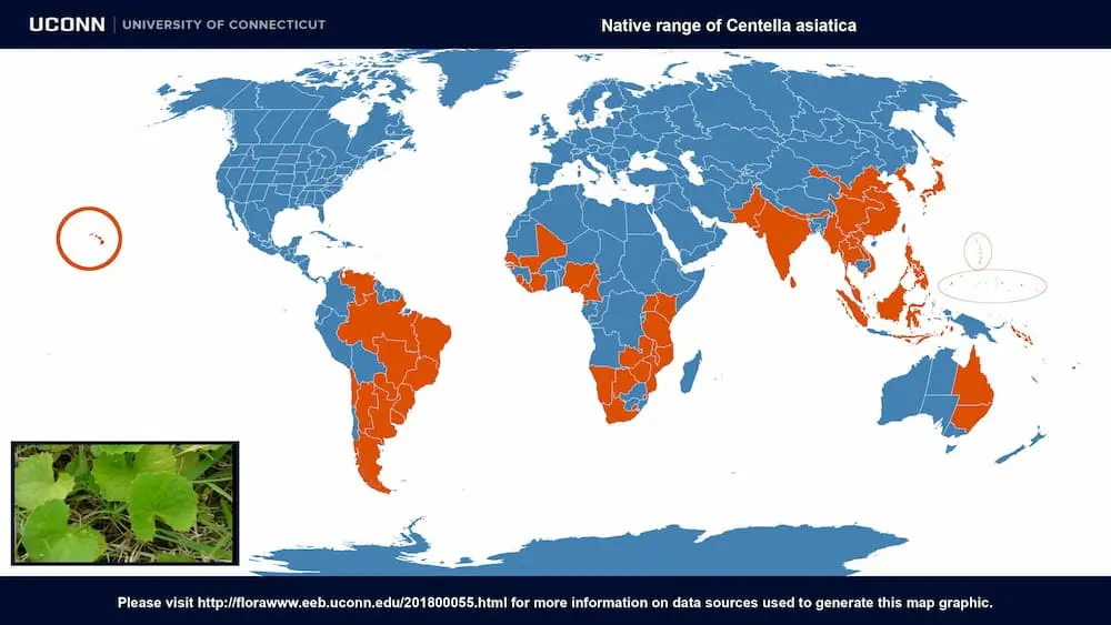 distribución de la Centella asiática