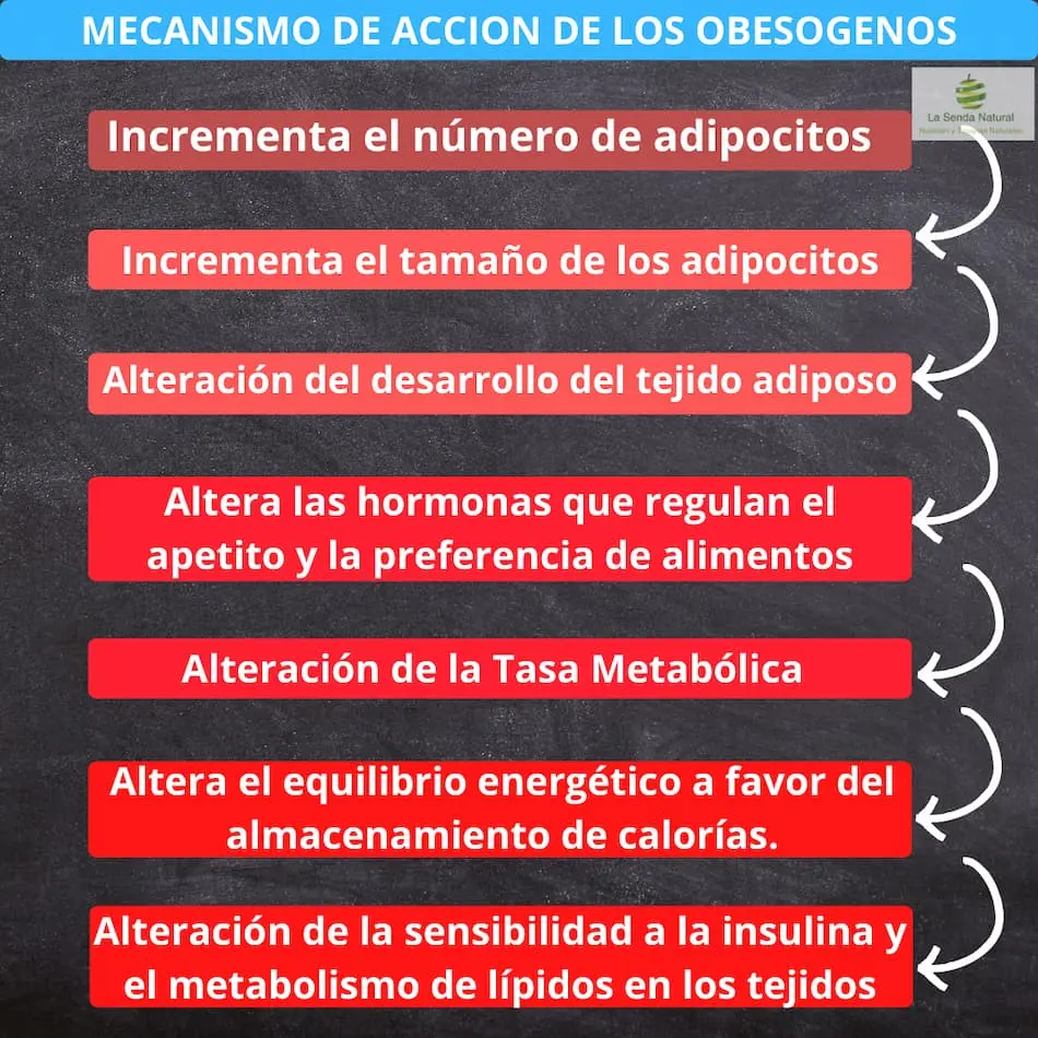 efectos de los obesógenos