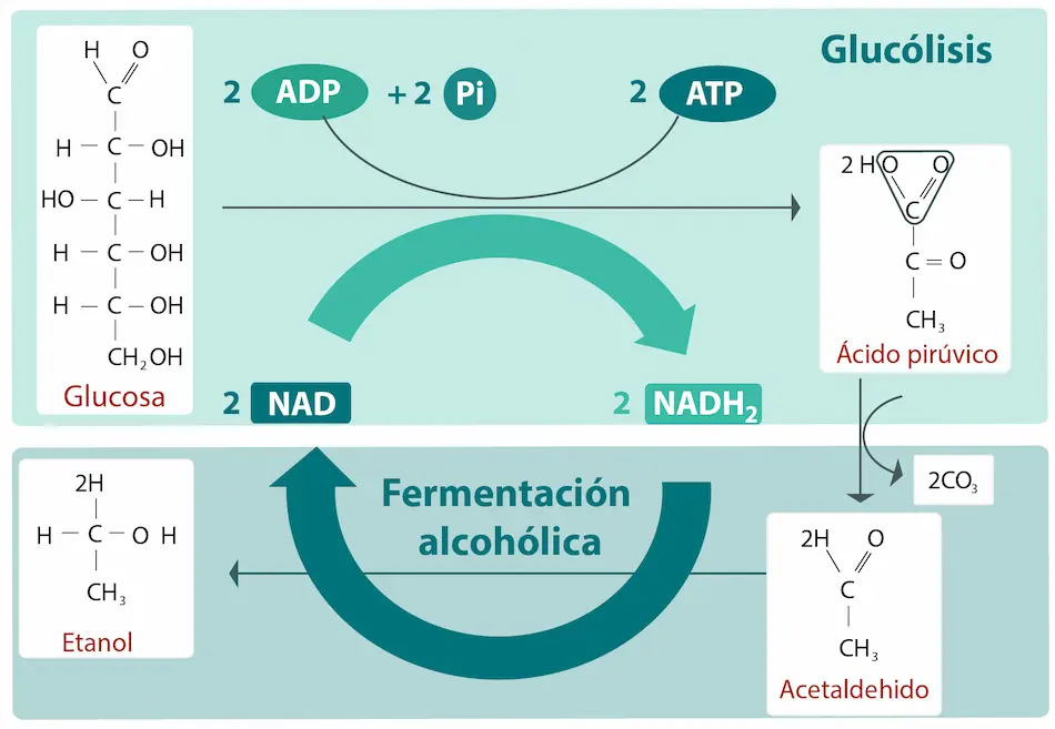 fermentación alcohólica