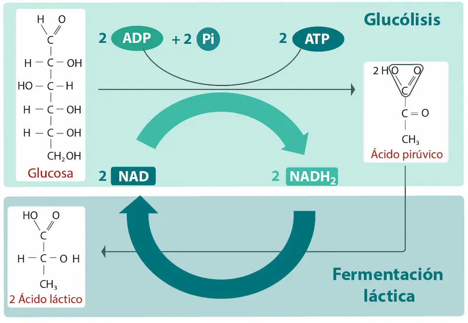 fermentación lactea