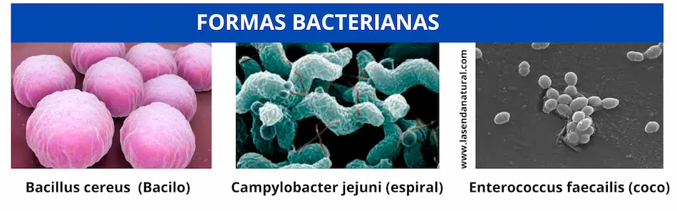 formas bacterianas