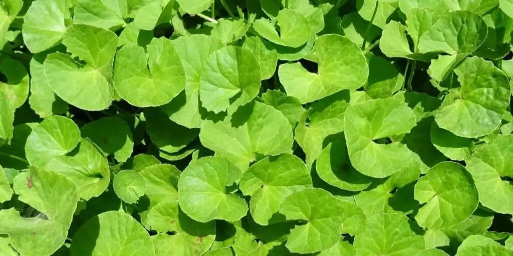 Centella asiática