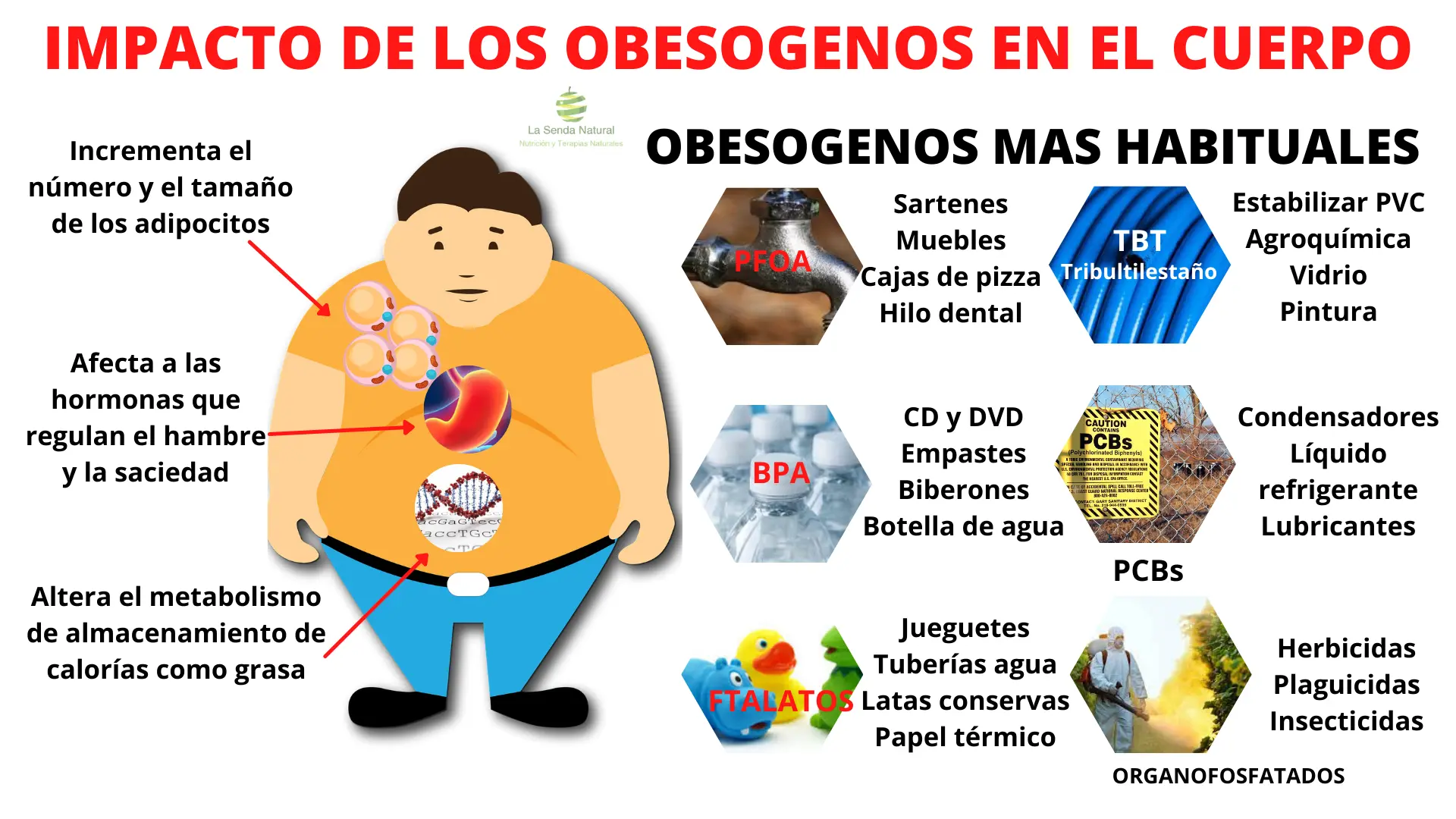 impacto de los obesogenos en el cuerpo